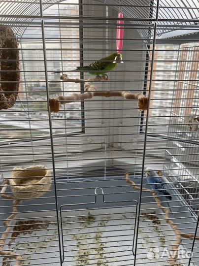 Попугай+ клетка