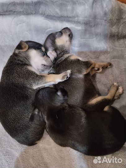 Мини той-терьер щенки