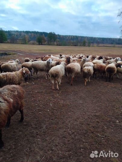 Курдючные бараны овцы