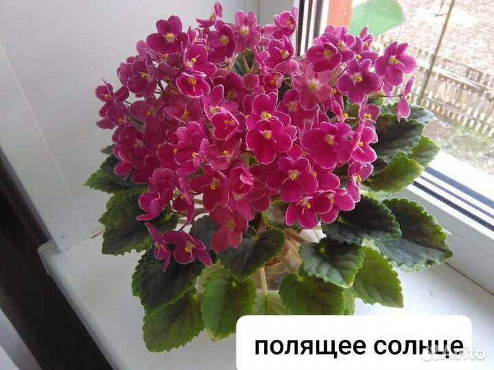 Сортовые фиалки(детки)