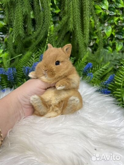 Царский кролик карликовый