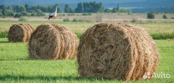 Сено в рулонах 350 кг