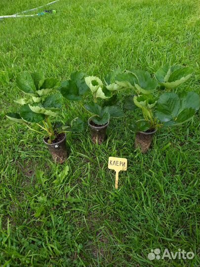 Клубника Клери саженцы