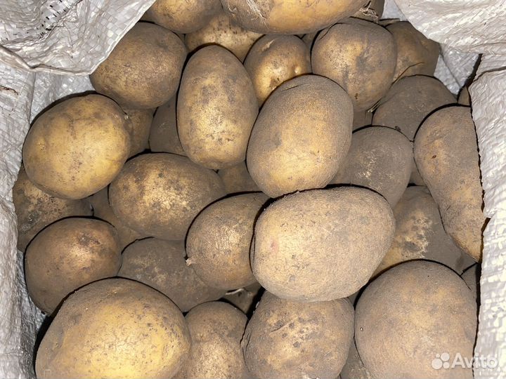 Картофель крупный