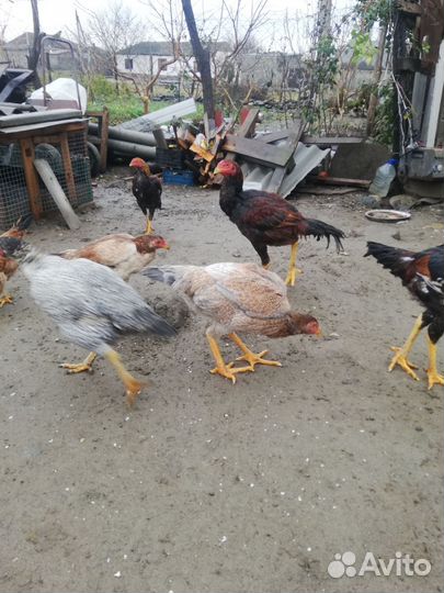 Бойцовые петух