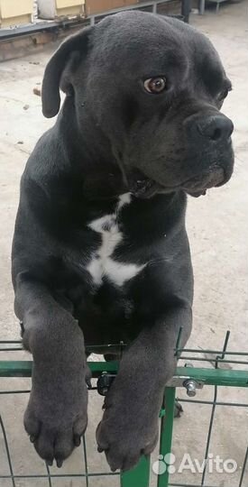 Кане Корсо вязка