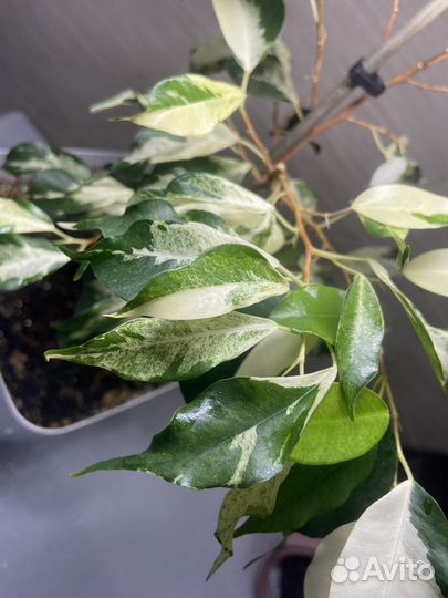 Фикусы,сансевиерия,аглаонема