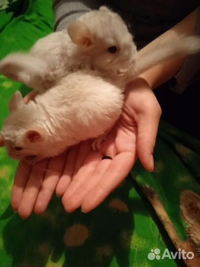 Шиншилла мальчики Бело-розовый эбони