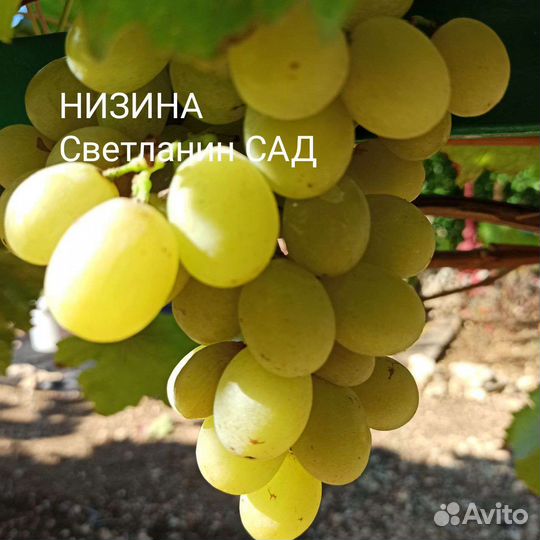 Саженцы винограда столовых сортов