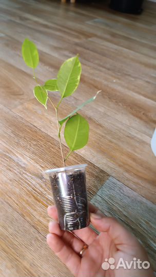 Фикус кинки