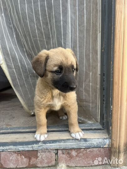 Собака в добрые руки отдам бесплатно