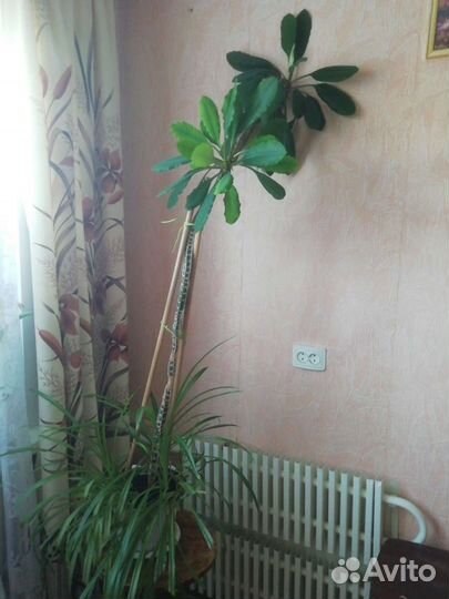 Цветы комнатные