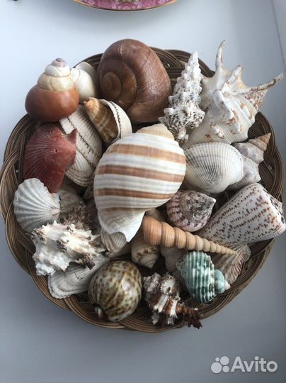 Морские ракушки