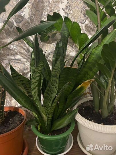 Сансевиерия