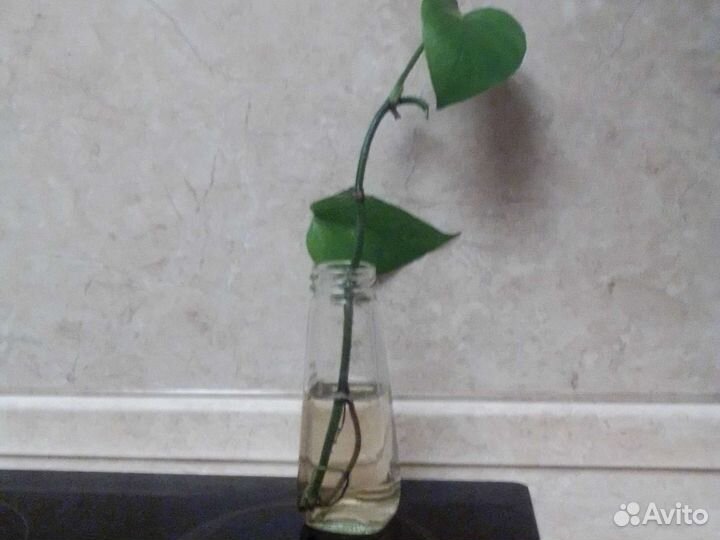 Фикус, алоэ, аихризон др