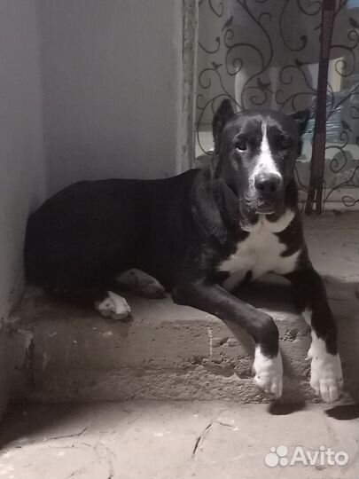 Зовут Герда 1.5года