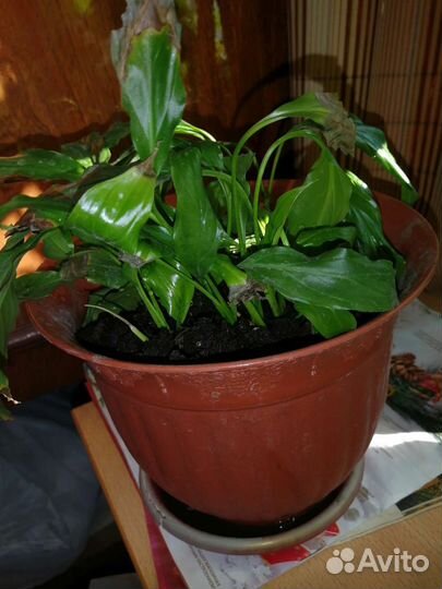 Спатифиллум женское счастье