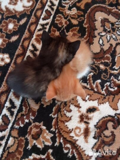 Котята в добрые руки бесплатно