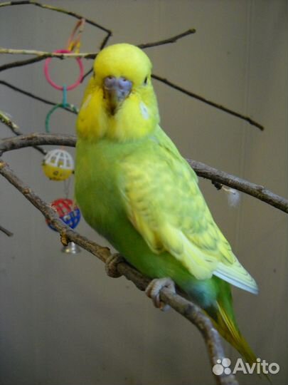 Волнистые птенцы 35дней в центре