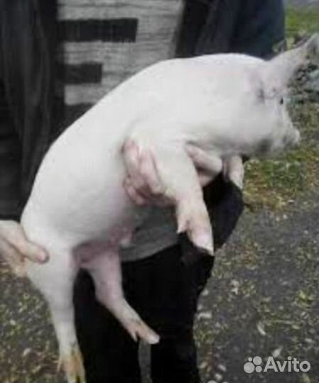 Поросята Дюрок Ландрас.Подрощенные.На племя, мясо