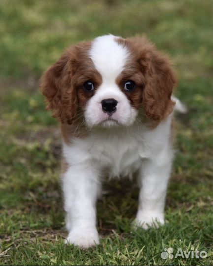 Кинг чарльз спаниель