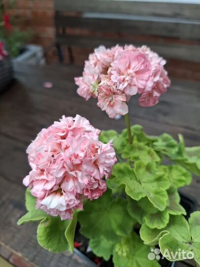 Пеларгория