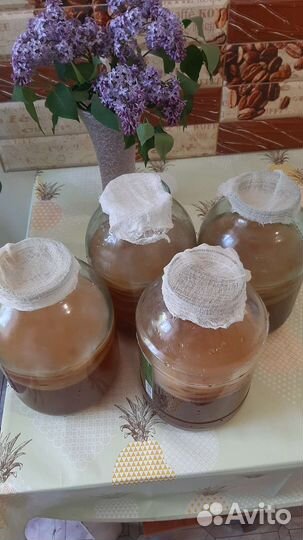 Чайный гриб