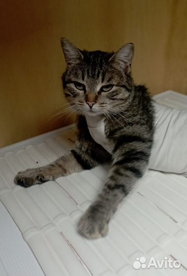 Молодая кошечка