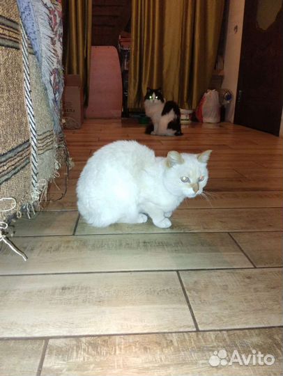 Кошечка Сима