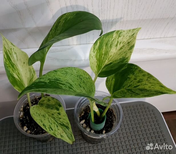 Эпипремнумы (сциндапсусы) хеппи лив, н-джой и др