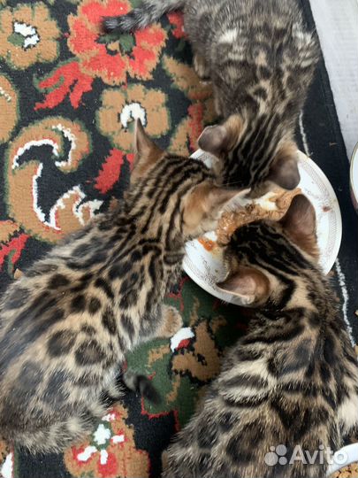 Бенгальская