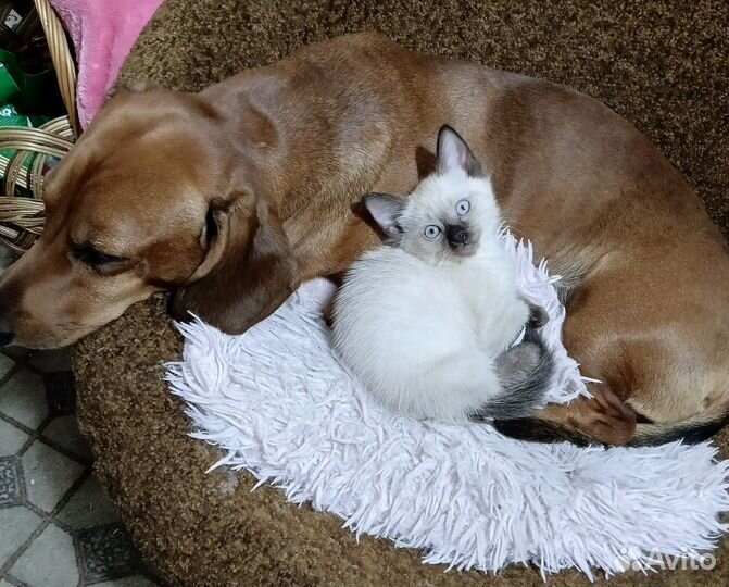 Тайские сиамские котята