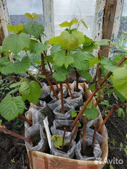 Саженцы и черенки винограда