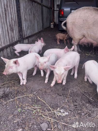 Поросенок ландрас