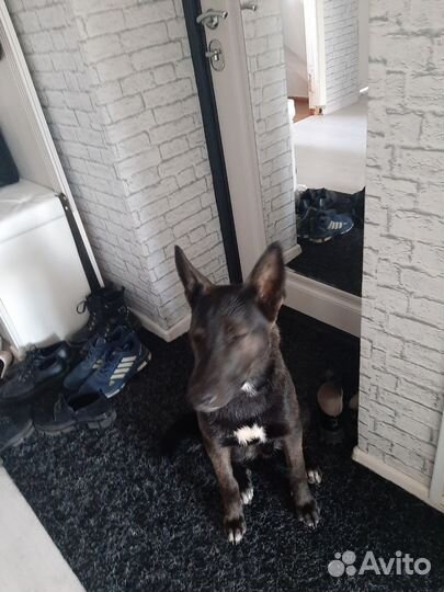 Собака в добрые руки отдам бесплатно