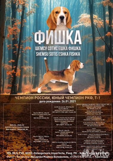 Бигль чемпион вязка