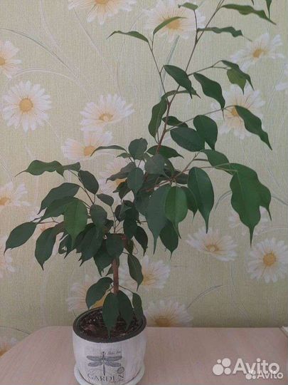 Фикус бенджамина зелёный