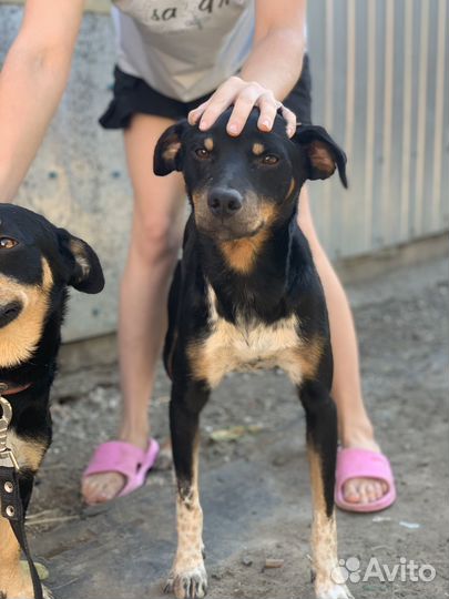 Собака улыбака