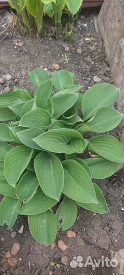 Хоста растение