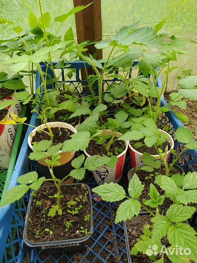 Ремонтантная малина Брянское Диво