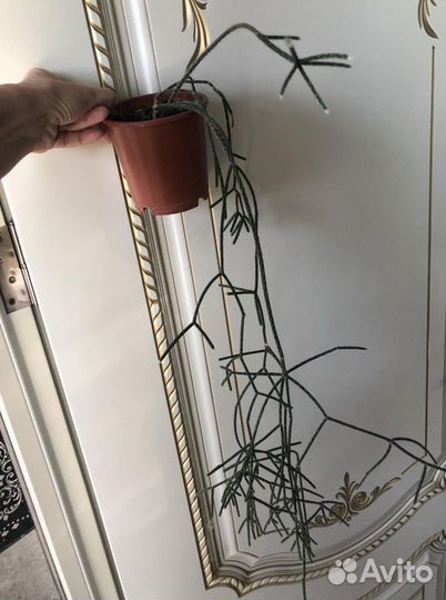 Герань,ледебурия,гибискус,фикус Бенджамина