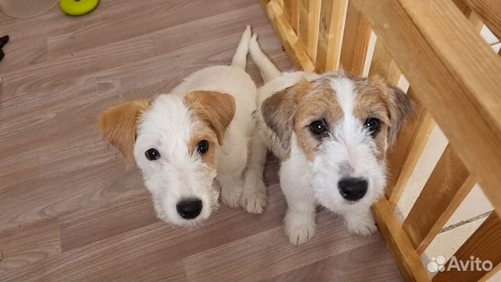 Щенки джек Рассел терьер