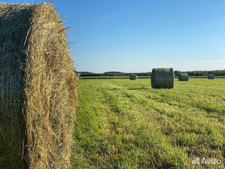Сено луговое в тюках