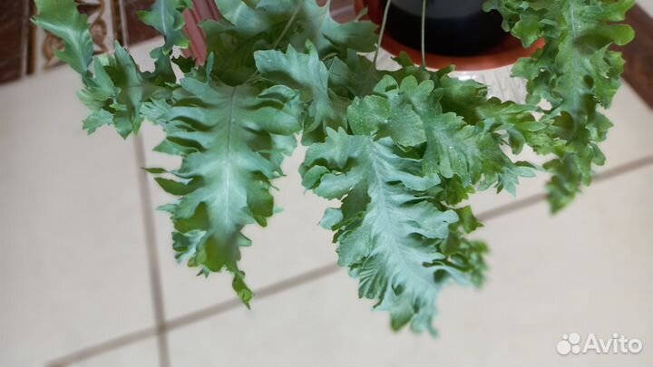 Флебодиум Давана