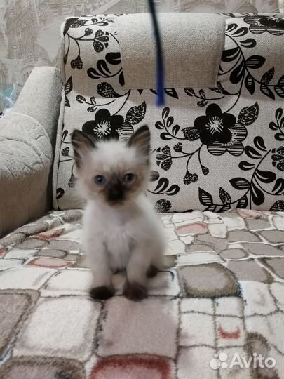 Тайские котята