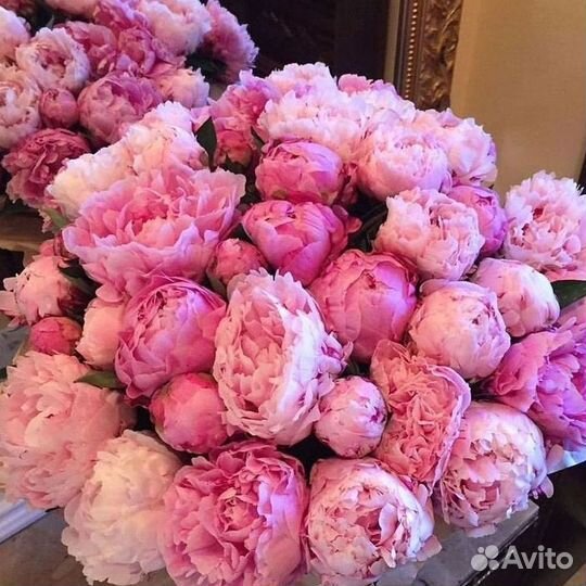 Пионы Букет