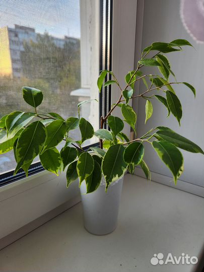 Фикус бенджамина пестролистный