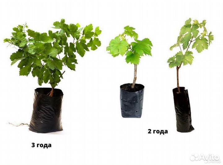 Саженцы винограда