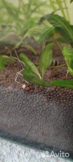 Отростки криптокарины