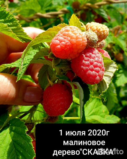 Малиновое дерево